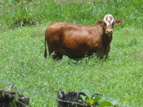 Détail  du dessin du pelage sur son front !
