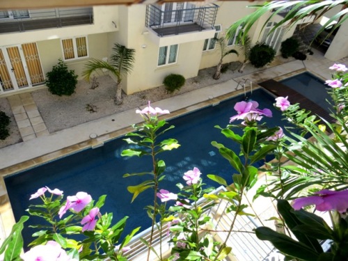 Les roses amères de la petite terrasse