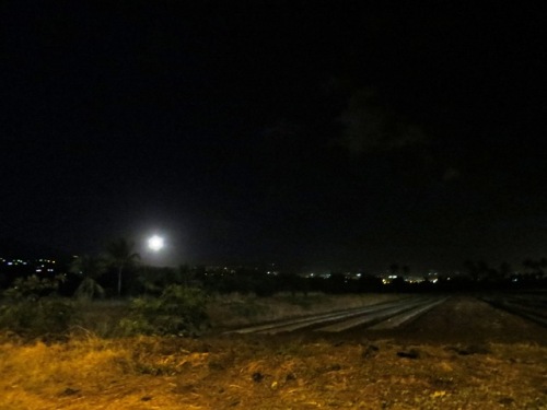 L'herbe rousse attend les pluies d'été