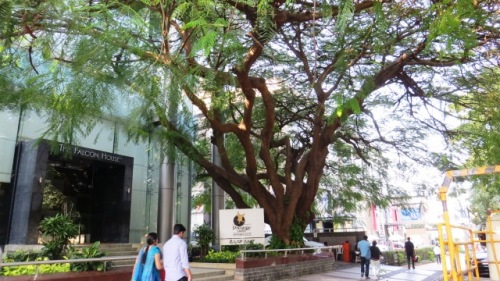 Un majestieux flamboyant très âgé en pleine ville