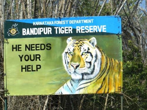 Les tigres y sont en augmentation (de 14 à 50 )