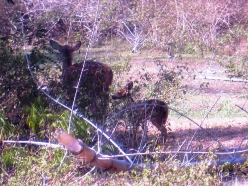 A travers la vitre du 4X4