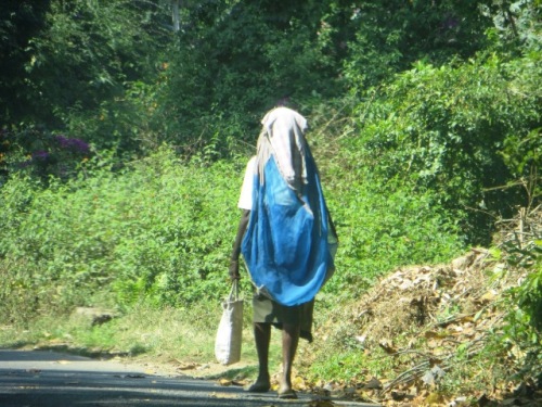 une cueilleuse de thé. Il y a des...sangsues ds les champs de thé!