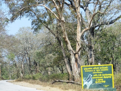 une espèce d'oiseau