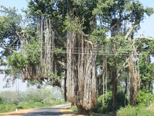 Un banyan et sa chevelure de lianes !