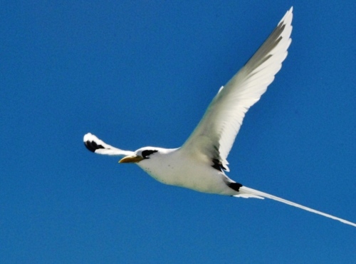 Libre comme l'oiseau en liberté !
