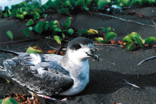 Pétrel recueilli, juste avant un relâché à lEtang-Salé-Photo  ©SEOR - Thomas Ghestemme