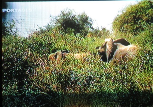 Le troupeau traverse non loin