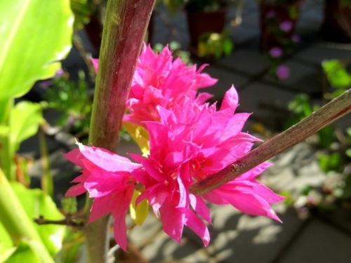 Bougainvillier je le pensais mort il fleurit!