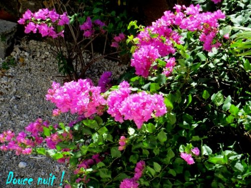 Bougainvilliers dans le vent!