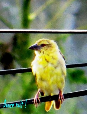 Comme une note sur une portée musicale !