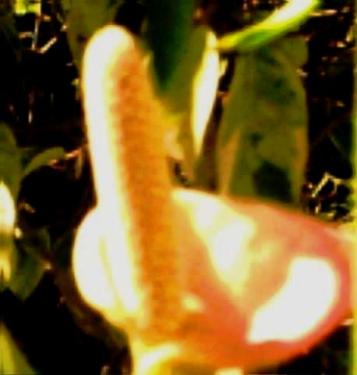 Arme de destruction massive