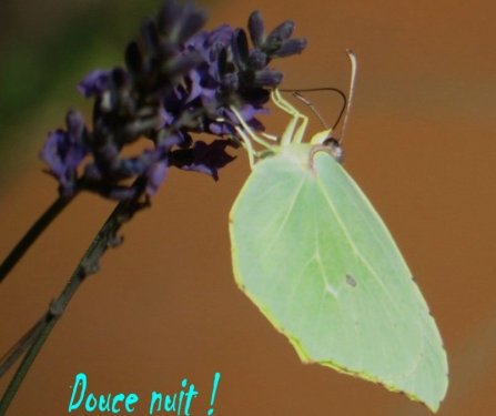Le papillon fait un bisou sucré à la lavande !