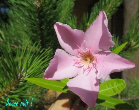 Une fleur de laurier de la cour