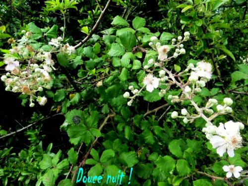 Promesse de mûres à déguster sur le bord du chemin !