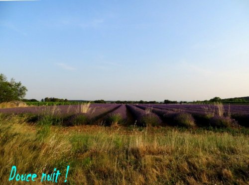 Champ de lavande en fin d'après-midi 