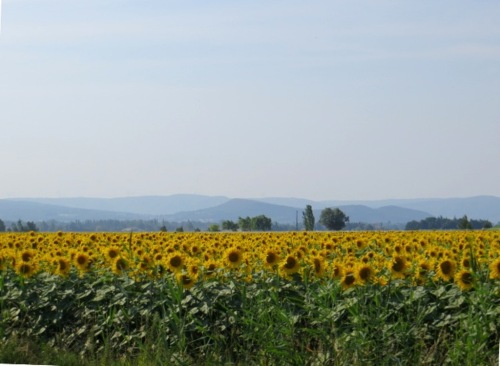 Des monts de l'Ardèche où je crèche 3 mois l'an.