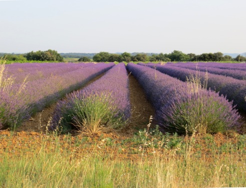 Parfum de lavande dans un  soir d'été