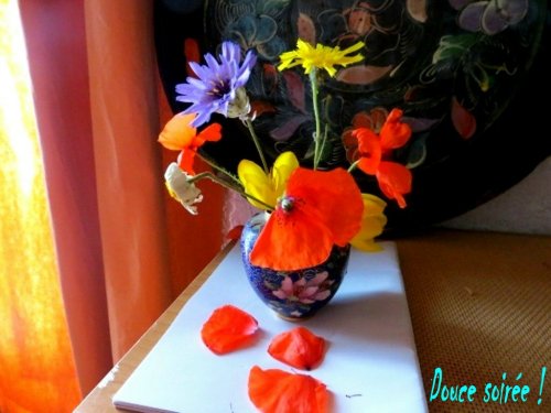 C'est fragile un coquelicot ! La vie et l'amour aussi !