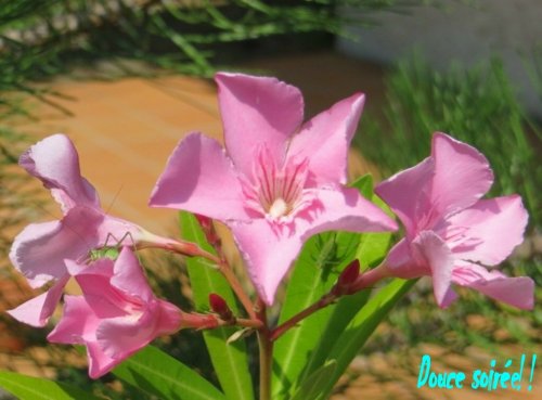 Un invité surprise !