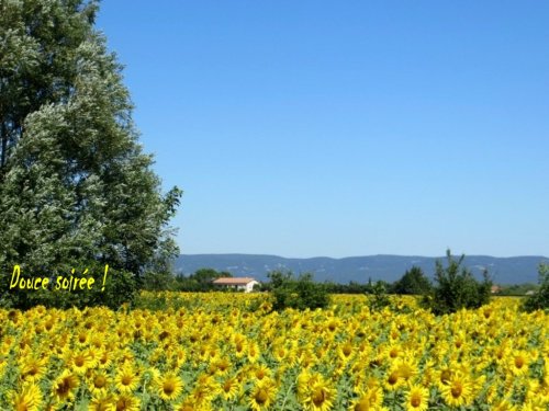 Le tournesol n'a pas besoin d'une boussole !
