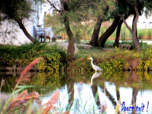 QQ part en Camargue, on dirait un tableau ! 