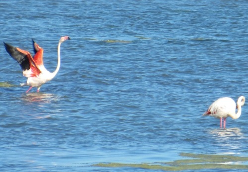Couleurs magnifiques des ailes déployées !