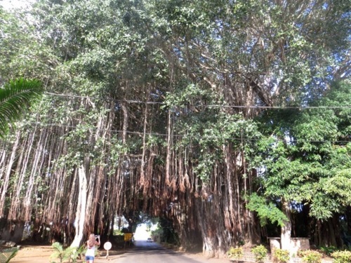 L'Argentine et les drôles de ...racines du banian dans le Sud de Maurice...