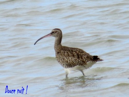 Sur le bord du rivage à Maurice