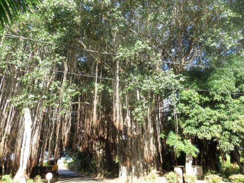 Banians aux... racines tombantes!