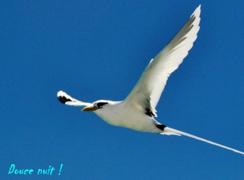 Libre comme l'oiseau en liberté !