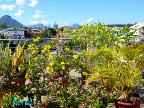 Mon jardiin sur le toît...