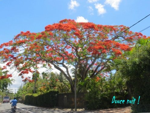 Noël approche , des flamboyants en fleur et bientôt des letchis 