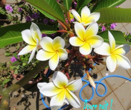 Les fleurs odorantes de mon frangipanier du jardin sur le toit 