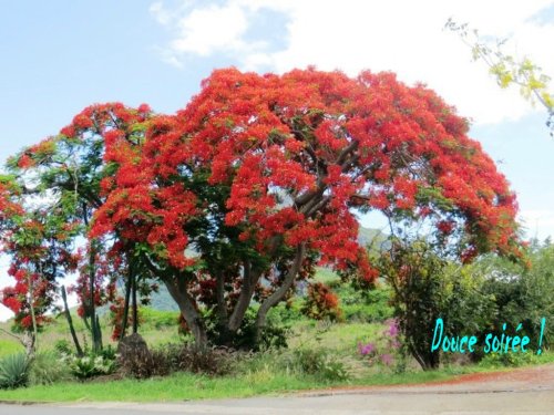 Le flamboyant à Noël !