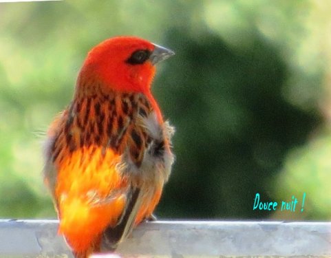 Sur la rambarde de mon jardin sur le toit ;)