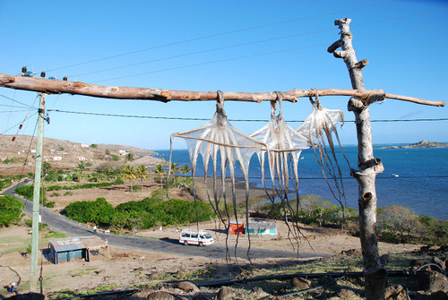 Pieuvres appelées zourites(www.resrodrigues)
