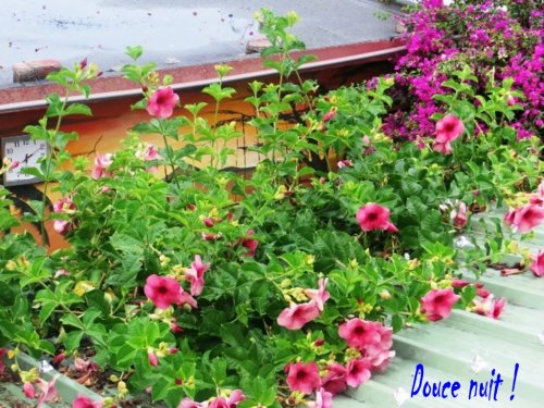 Des fleurs sur le toit à L'anse aux Anglais (Rodrigues)