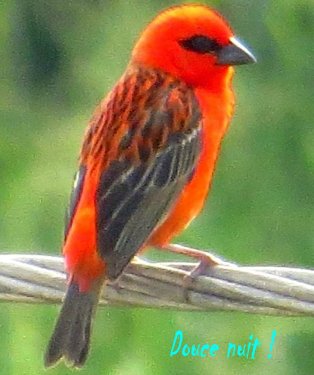 Ce  matin, il chantait pour sa chérie ;)