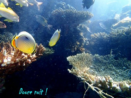 Photo de snorkeling de Noël P. , dans le lagon de Rodriques