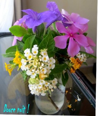 Cueillies sur la route pour Monamoureux qui me ramène des coquillages de la plage  -))