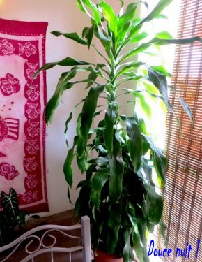 Sur la petite terrasse