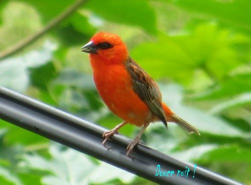 Il chante juste en face de la fenêtre de la cuisine !