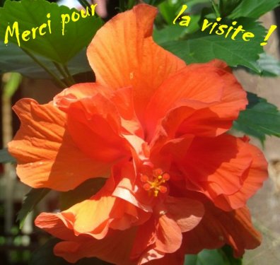 Merci pour l'intérêt !