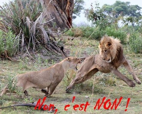 Non, c'est non ! N. O. N  !!! ( Photo de Evan Schiller commentée par Tingy)