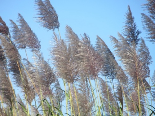Fleurs de canne à  sucre