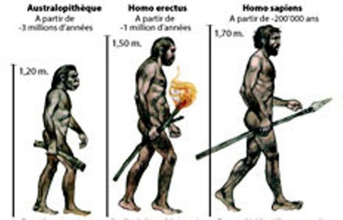 evolution-de-l-homme sur hominidés.com