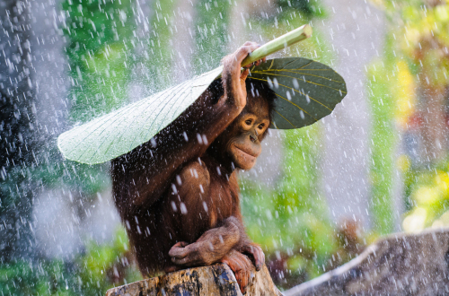 Andrew Suryono, Indonesia,  Nature and Wildlife Category, Sony World Photography Awards  2015