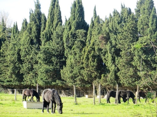 Les superbes chevaux du maître des lieux 
