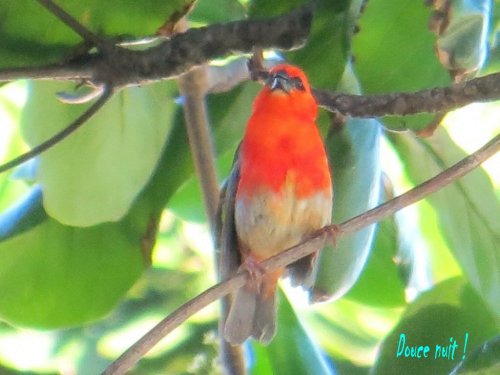 Dans le badamier tout proche...